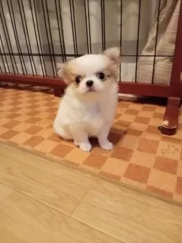 わか 様のお迎えした子犬