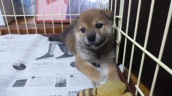 ゆうあいパパ 様のお迎えした子犬