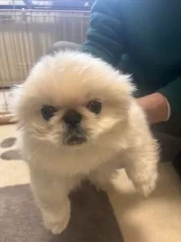 S.H 様のお迎えした子犬