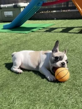よーこ 様のお迎えした子犬