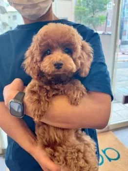 T.O 様のお迎えした子犬