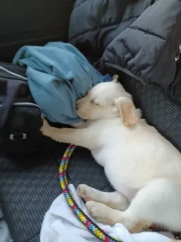 ヒロ 様のお迎えした子犬