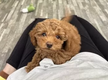 A.M 様のお迎えした子犬