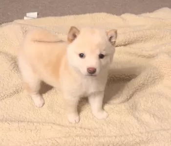 Y.K 様のお迎えした子犬