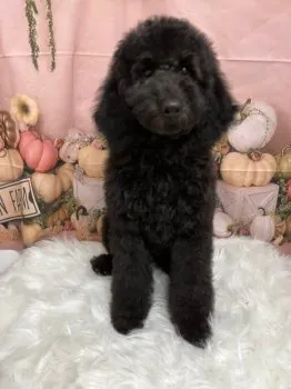 A.H 様のお迎えした子犬