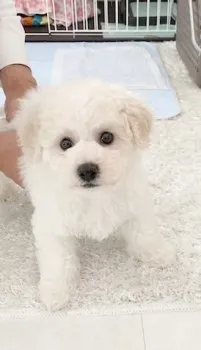 Y.N 様のお迎えした子犬