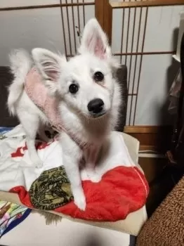 N.S 様のお迎えした子犬