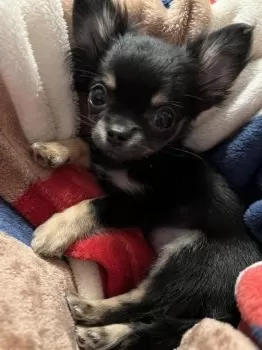 はなこ 様のお迎えした子犬