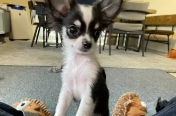 T.N 様のお迎えした子犬