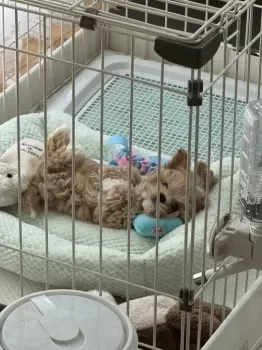 N.S 様のお迎えした子犬