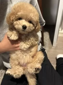 SS 様のお迎えした子犬