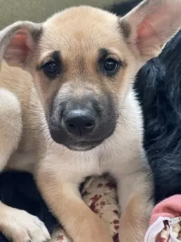 K.I 様のお迎えした子犬
