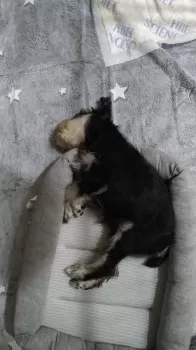 A.Y 様のお迎えした子犬