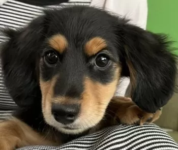 みらい125 様のお迎えした子犬