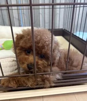 R.A 様のお迎えした子犬