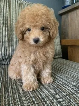 オリーブ 様のお迎えした子犬