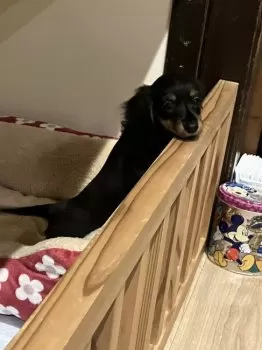 C.S 様のお迎えした子犬