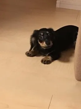 やっち 様のお迎えした子犬