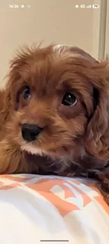 N.Y 様のお迎えした子犬