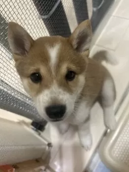 ともこ 様のお迎えした子犬