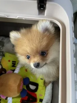 ロミさん 様のお迎えした子犬