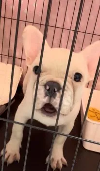 K 様のお迎えした子犬