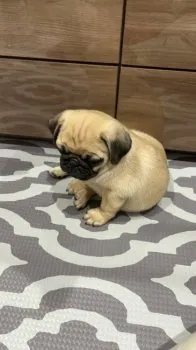 M 様のお迎えした子犬
