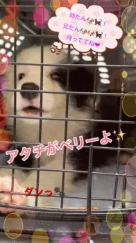 ベリーママ 様のお迎えした子犬