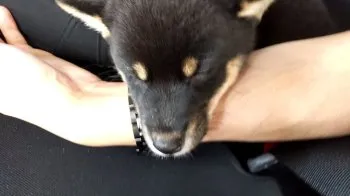 K.T 様のお迎えした子犬