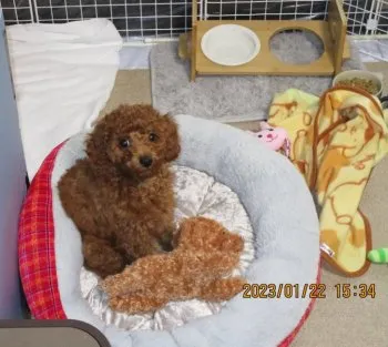 モモちゃん 様のお迎えした子犬