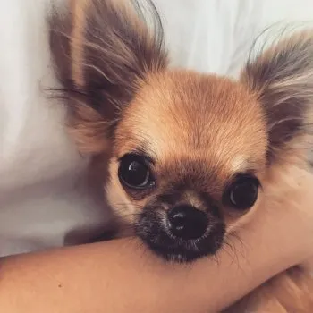 TF 様のお迎えした子犬