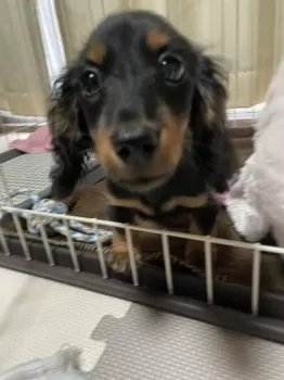 ももこ 様のお迎えした子犬