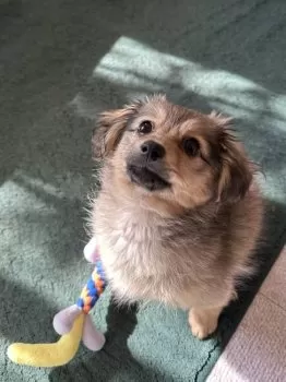 Y.K 様のお迎えした子犬