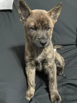 タケ 様のお迎えした子犬