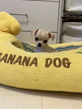 まぁこ 様のお迎えした子犬
