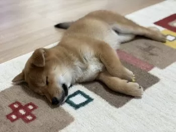 琉 様のお迎えした子犬