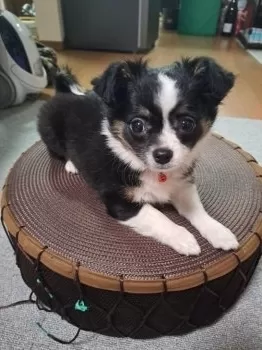 Y.M 様のお迎えした子犬