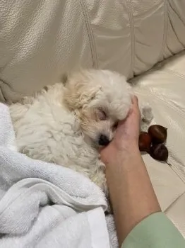 タカユウ 様のお迎えした子犬