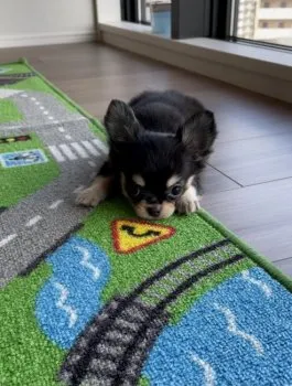 KJ 様のお迎えした子犬