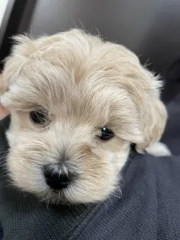 ママ 様のお迎えした子犬