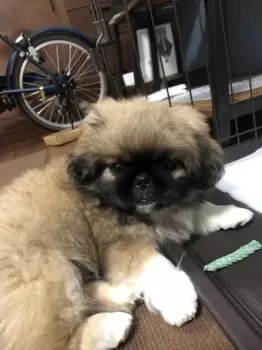 T.S 様のお迎えした子犬