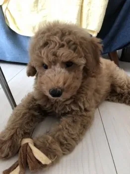 fuu 様のお迎えした子犬