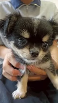 まんぷく 様のお迎えした子犬