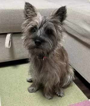 Y.T 様のお迎えした子犬