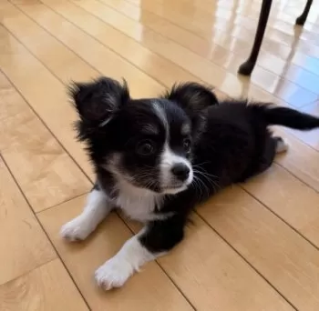 Y 様のお迎えした子犬