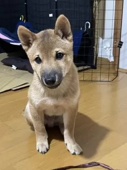 あん 様のお迎えした子犬