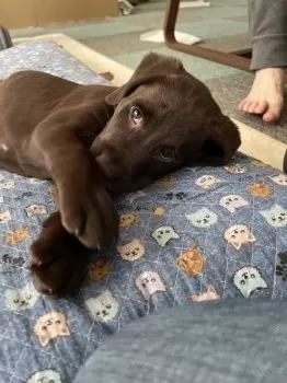 T.K 様のお迎えした子犬