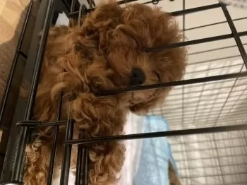 H.M 様のお迎えした子犬