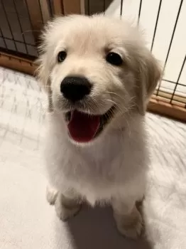 main 様のお迎えした子犬