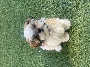 ちゃあこ 様のお迎えした子犬